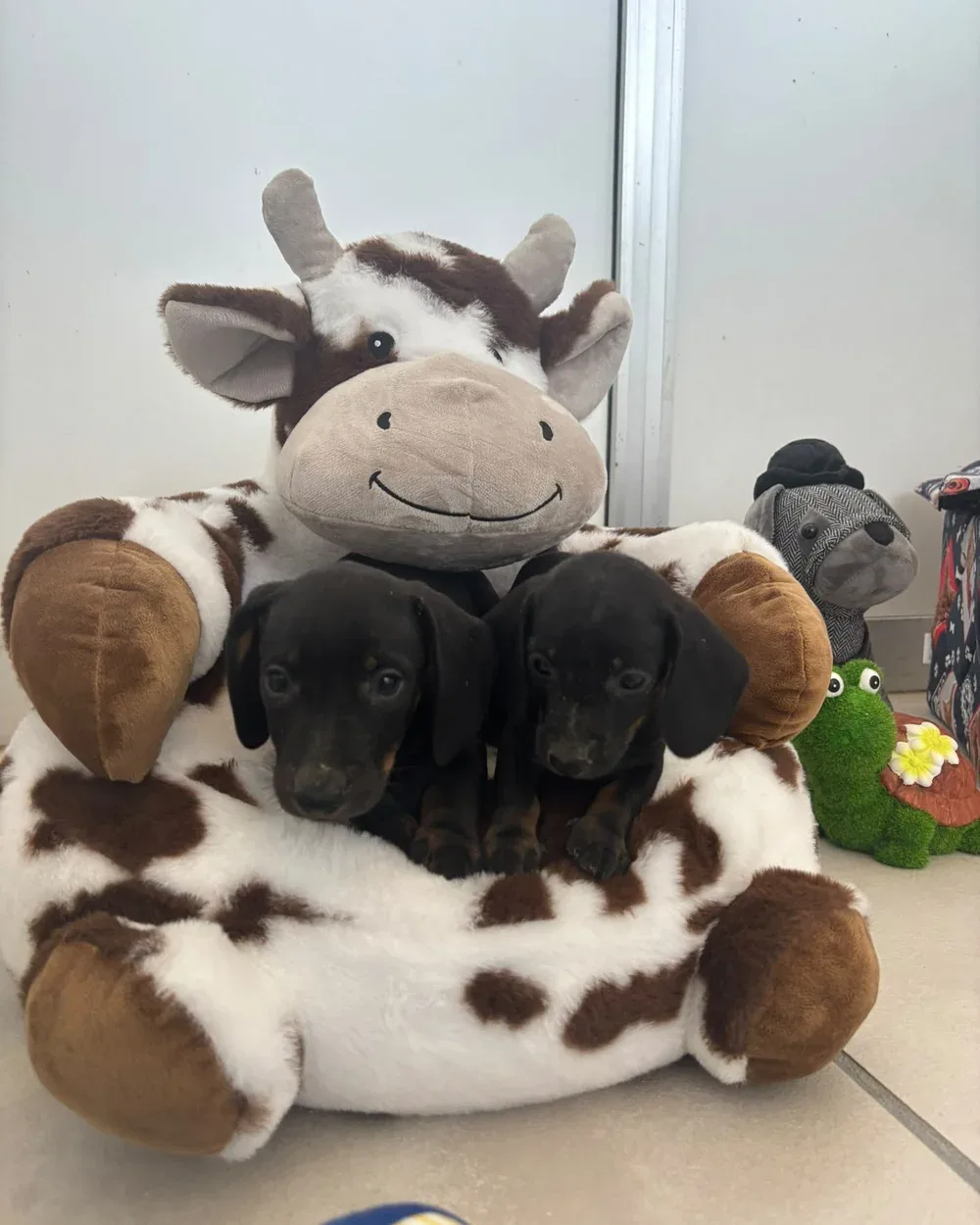 Cuccioli dell’Allevamento del Vescovado