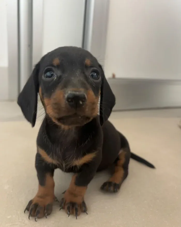 Cucciolo nero e fulvo