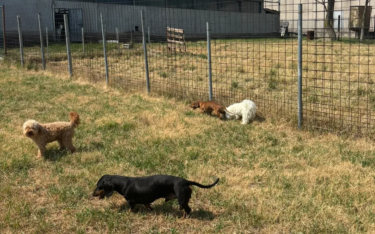 Cani nello spazio esterno dell’allevamento